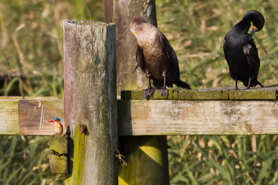 Tijdens een boottocht veel mooie vogels gezien. Dit vind ik wel een geslaagde opname om hier te laten zien.