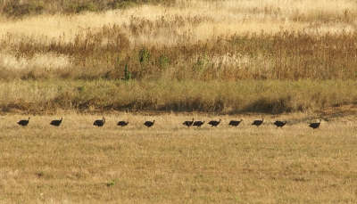 Voor sommigen misschien een herkenbaar beeld.
Het helmparelhoen leeft buiten het paarseizoen in groepen van ongeveer 25 dieren. In het paarseizoen zijn de dieren monogaam en leven ze als paartjes bij elkaar. Het zijn grondvogels wat niet wil zeggen dat ze niet kunnen vliegen. Over het algemeen geven helmparelhoenders de voorkeur aan lopen en kunnen op een dag 10 kilometer afleggen.