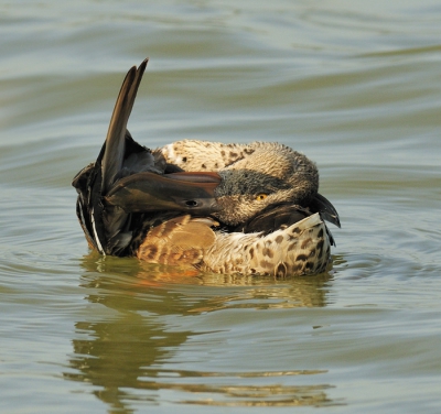 De zeearend liet zich 3 x op het verste eiland zien, de laatste x ving hij een enorme vis, die hij over een afstand van +/- 100 m zwemmend aan land bracht. Spectaculair, maar foto's van onvoldoende kwaliteit voor Birdpix. Tussendoor veel vertier van meerdere eendensoorten , waaronder deze . Lijkt in eerste instantie een zoekplaatje