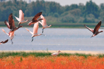 Lepelaars stijgen op samen met grauwe ganzen in natuurontwikkelingsgebied