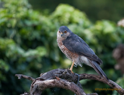 Ik wist niet wat ik zag een Sperwer in onze tuin ik kon mijn enthousiasme haast niet beheersen wat was hij mooi.