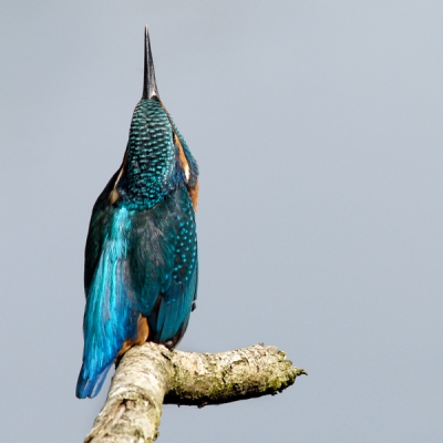Ik vind een ijsvogel die een roerdomp nadoet weer eens wat anders voor de ijsvogelcollectie op Birdpix. Misschien zag hij een roofvogel in de lucht? vanuit de schuilhut was er in de lucht niets te zien.