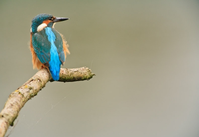 mijn eerste ijsvogeltje gefotografeerd, wel vaker geprobeert maar toch niet veel succes. en nu deze foto.