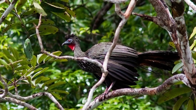 op een van de tourtjes kwamen we deze grote vogel tegen .
hij zat een paar meter boven de rivier waar niet ver er van een grote krokodil lag te zonnebaden...