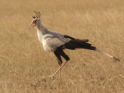 Opperste concentratie.
Ik loop stilaan op het einde van mijn Tanzania-foto's, deze wilde ik ook nog tonen.