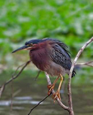 veel soorten reigers heb ik daar gezien  wwaronder deze groene reiger,hij was uitgebreid met zijn wasbeurt bezig.