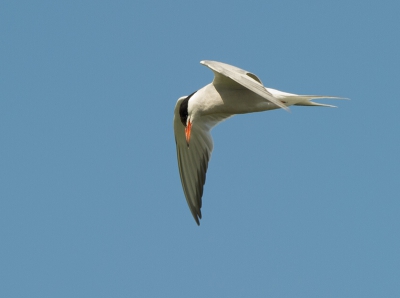 het was die dag stralend blauw aan de horizon.

Het af en aan vliegen blijft een pracht gezicht en als je toch zit te wachten op de helegrote jongen vanuit de overkant is het leuk werk om deze vogels vast te leggen.