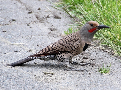Deze specht gezien in een park in Vancouver. De Gouden Grondspecht deed zijn naam eer aan, hij was met zijn snavel aan het hakken tussen tegels op zoek naar insecten. Jammer genoeg niet een mooi zonnetje erbij ....
