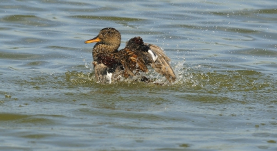 Deze eend deed mij denken aan een favoriet casettebandje van de kinderen jaren geleden - Alfred J.Kwak van Herman v Veen: "spitter, spetter, spater, lekker in het water......"