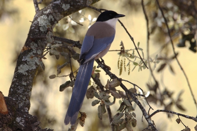 De blauwe ekster is in de Extremadura zeker geen zeldzaamheid maar wel ontzettend mooi. vooral in een decor met avondlicht