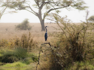 Ook dit is de Serengeti. Aan de poeltjes vind je niet alleen nijlpaarden en andere dieren die er komen drinken, ook watervogels voelen zich er thuis. De zwartkopreiger is een van de vele reigersoorten die je er kan zien.
Dunne wolkenslierten zorgden voor dit magische licht.