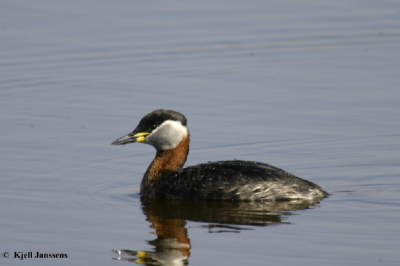 Mijn eerste foto op birdpix.Ik wist niet dat deze practige vogels zo nieuwsgierig waren.