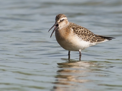 Er zijn de laatste tijd veel foto's van deze vogel gepload, maar ik dacht niet een in deze pose met de snavel een beetje open, dat maakt 'm toch net weer even anders.