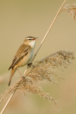Mijn eerste upload op BP. Ik hoop dat deze rietzanger in de smaak valt. Gemaakt tijdens het eerste ochtend licht in een periode toen er nog mooi weer was....

http://www.maron-natuurfotografie.nl