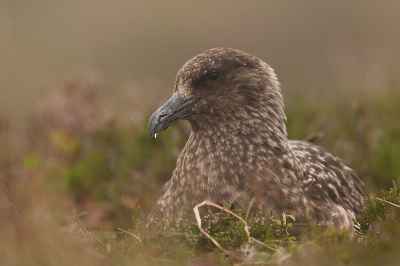 De 2e dag op het eiland Runde in Noorwegen vanwege de mist voor het eerst eens bij de Grote Jagers wezen kijken. Deze Grote Jager zag ik al van een eindje aan komen vliegen. Heb even gewacht tot hij/zij ging zitten en ben en dan rustig naar toe gekropen. Uiteindelijk deze foto kunnen maken en daarna weer rustig weggegaan.