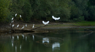 foto 3 - drieluikje koereiger

's Avonds sliepen de reigertjes soms bij een meertje vlakbij het huis waar we verbleven. Magnifieke sfeer om mee te maken! 
(De rechter landende vogel is trouwens een Kleine zilverreiger.)