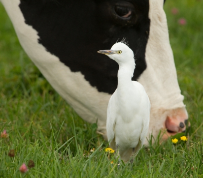 foto 2 - drieluikje koereiger

Heerlijke beesten! Zo relaxed hoe ze tussen die enorme runderen doorlopen. En ze zijn enorm welkom. Je ziet het aan de ogen van de koe.