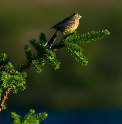 Deze geelgors genoot nog even van de ondergaande zon. Een mooie vogel die veel te zien viel in Noorwegen.