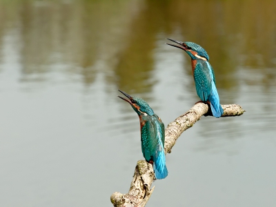 Wat is er mooier dan een ijsvogeltje? Twee ijsvogeltjes! Ze hebben hun snavels open omdat er een roofvogel aangevlogen kwam.