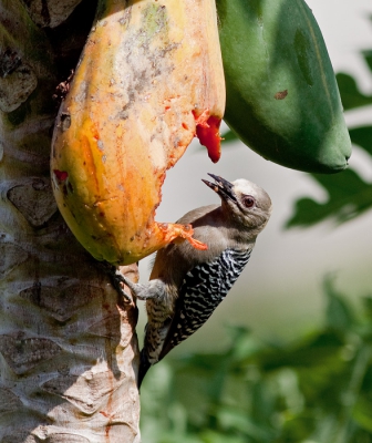 dit vrouwtjes hoffman specht had enorme trek in deze papaya en moest het regelmatig ontgelden met een ekstergaai aan de stok...........
