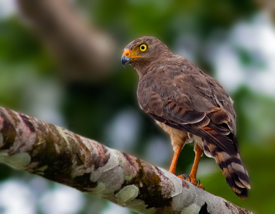 ik denk dat een havik is maar weet iemand wat voor een havik.
gemaakt in costa rica