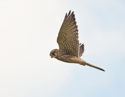 Langs een doodlopend landbouwweggetje waren in de ruige weilanden diverse torenvalken aan het bidden. Deze kwam dichtbij genoeg om hem te fotograferen.