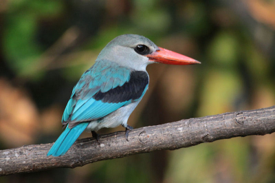 Ineens verscheen er tijdens het fotograferen van de Golden Palm Weavers vlak voor me een IJsvogel. In 1e instantie dacht ik lange tijd dat het om een Woodland Kingfisher ging, maar na het raadplegen van het vogelboek, Birds of East Africa, kwam ik erachter dat het een Mangrove Kingfisher ging.  Het enige verschil zit 'm in de kleur van de snavel. De Woodland heeft een zwarte ondersnavel en de Mangrove heeft een gehele rode snavel.

De Mangrove komt vooral voor langs de kust van Kenia.