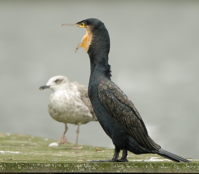 zat eigenlijk te wachten tot er actie kwam.
maar de aalscholver zeete het op een schreeuwen.
snap nu hoe ze soms zulke grote vissen inslikken met zo'n huig.