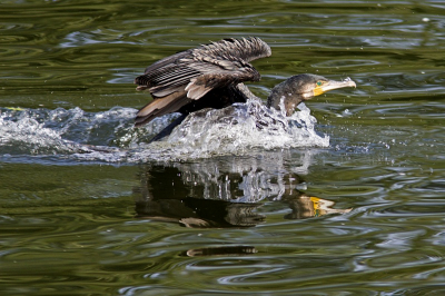 Landende Aalscholver, met weerspiegeling in het water en het oogje in het zonlicht. Ben wel eens benieuwd of een kenner dit iets vindt.
Zelf bijna tevreden, maar liefde maakt blind.....