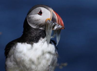 In IJsland heb je hele goede mogelijkheden om deze vogels van nabij te fotograferen. ik kon wel uren naar de papagaaiduikers kijken, die af en aan vlogen. Na een aantal dagen Papegaaiduikers gefotografeerd te hebben, wil je uiteindelijk ook een exemplaar met visjes in zijn bek.