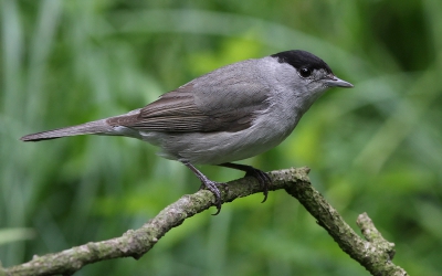 Hierbij de Zwartkop met de oorspronkelijke achtergrond.