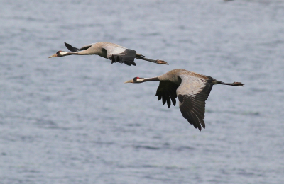 Al een tijd op jacht naar een mooie plaat van Kraanvogels. Met deze foto ben ik zeer tevreden.