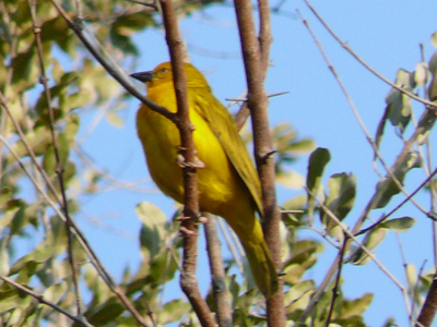 Ik dacht eerst aan een canary, maar dan klopt de snavel volgens mij niet. Een weaver dan? Maar welke?