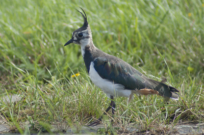 Vandaag deze kievit in de berm goed kunnen benaderen met de wagen. Ik kon hem zo een hele tijd rustig volgen, tot hij er uiteindelijk genoeg van had.