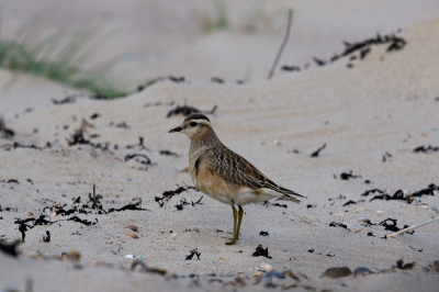 Gisteren al gemeld maar toch nog een poging gewaagd, zo op het strand zie ik ze niet veel (nooit), mooie achtergrond geeft het zand. Wind was niet zo fijn....