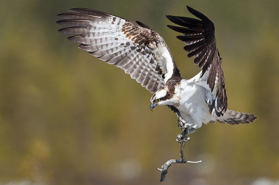 Hallo, ik ben nieuw op deze forum. Daar ik Franstalig ben, vraag ik jullie begrip voor eventuele fouten ...

Mijn eerste foto werd getrokken in Finland : een visarend die nestmateriaal aan het inzamelen is. Ik heb geluk gehad, daar deze foto niet gekropt is, en daar het wit juist niet "verbrand" is ...