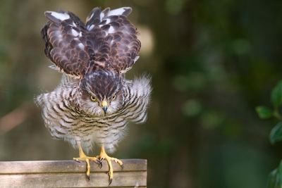 Nog eentje van de Sperwer die zo mooi in mijn tuin voor me poseerde. Geen close-up, maar een leuke houding. Hij paste net in beeld, kan hem aan de bovenkant due niet meer ruimte geven. Ik vind de achtergrond hier wat druk, maar die kan je niet uitkiezen op zo'n moment.