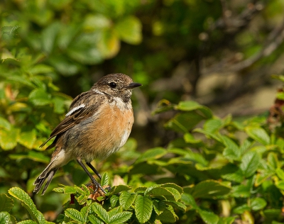 Een paartje roodborsttapuiten was/is nog actief tussen de rozebottels planten en in de duinen.
we konden er even van genieten