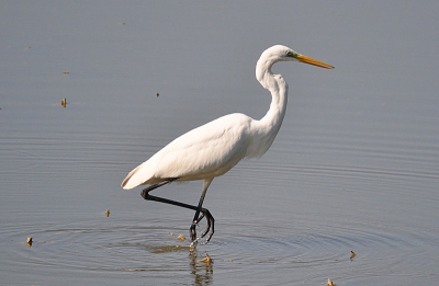 Persoonlijk blijf ik de pose van de reiger mooi vinden en heb me een paar dagen lang afgevraagd of deze foto iets aan deze site zou toevoegen. Aangezien ik er niet uit kom,  mogen jullie het zeggen.