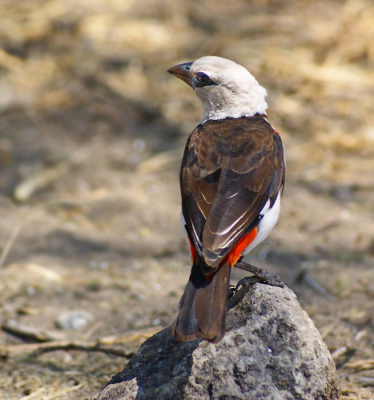 En van de grotere weversoorten uit Oost-Afrika, nog niet sterk vertegenwoordigd op BP.