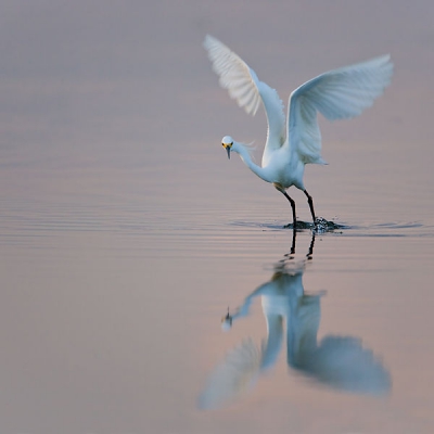Een wat oudere foto : juist voor zonsopgang heb ik deze Amerikaanse kleine zilverreiger zien ontwaken, vissen en dan wegvliegen.

Spijtig dat de maximum hoogte slechts 600px mag bedragen - zo'n kleine schermen zijn nog nauwelijks gebruikt, en het maakt een echt verschil vergeleken met een 800 px brede foto !