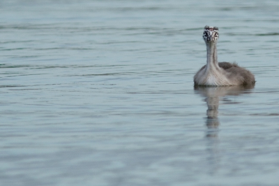 De dag nadat ik mijn canon 300mm had gekocht moest ik hem gaan uittesten!
Ik ben errug tevreden met dit objectief, ik moet natuurlijk nog wat oefenen maar ik denk toch dat dit al de moeite is =)

Dit jonge fuutje kwam eens kijken nadat ik een half uur aan de waterkant zat te wachten