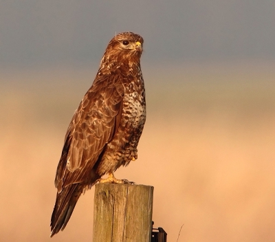 Hier nog een oudje van begin dit jaar.
Een Buizerd op een paaltje zat lekker na te genieten 
van een zojuist verorberde maaltijd.