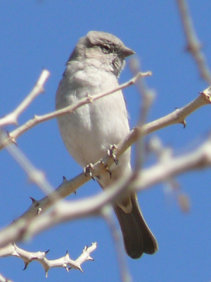 Kan dit een grey-headed sparrow zijn? Op plaatjes lijkt de sparrow alleen een stuk groter dan dit beestje