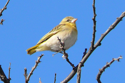 Deze vogel zat op een tak naast een red-eyed bulbul, ik weet niet welke vogel dit is.