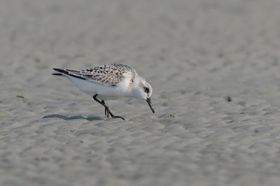 ik ben op excursie naar Rottumeroog (veel wind, koud, regen, soms een zonnetje) geweest, en aldaar heb ik deze snelle strandloper kunnen vastleggen.
