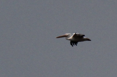 De foto is helemaal niks. Maar ik zag een vreemde vogel hoog boven mijn tuintje en maakte deze foto.
Vandaag keek ik er pas na en het was inderdaad een vreemde vogel. Een pelikaan?