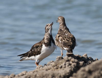 Deze twee Steenlopers kregen het heel eventjes een beetje met elkaar aan de stok, vermoedelijk over een niet te versmaden snack, de een had die gevonden, de ander verjoeg hem. Zo gaat dat, maar het levert wel een plaatje op waar iets gebeurd en dat spreekt mij wel aan.