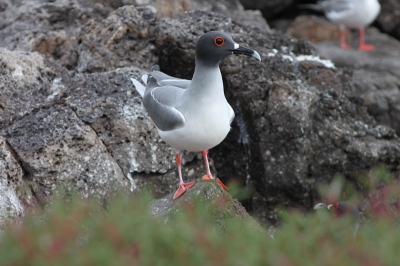 Swallow-tailed Gull op de Galapagos, op het eerste eiland wat we hebben bezocht na Santa Cruz: Isla Plaza Sur.