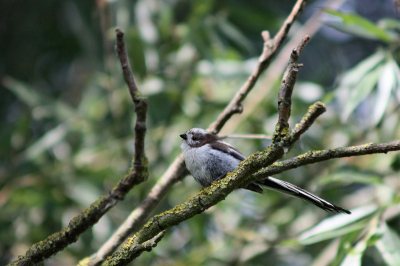 Deze staartmees demonstreerde mooi de oprechte nieuwsgierigheid van deze vogeltjes, en kwam gezellig babbelend dichtbij zitten.